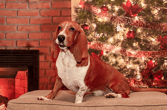 Christmas Basset Hound