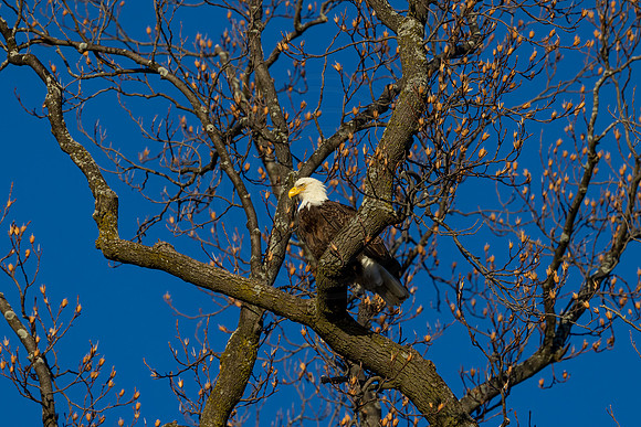 26 bald eagle (IMG_3533) February 18, 2022
