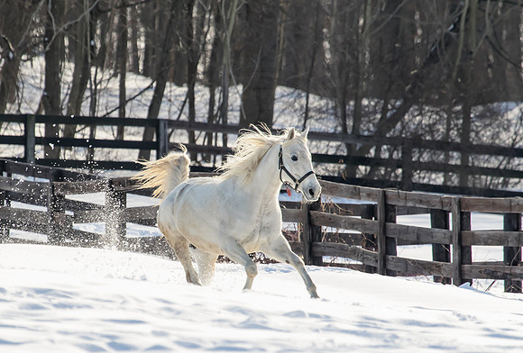 Galloping White Horse