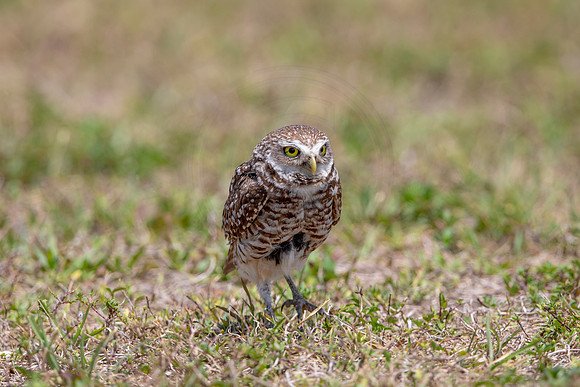 769 burrowing owl (6F3A1626) April 17, 2021