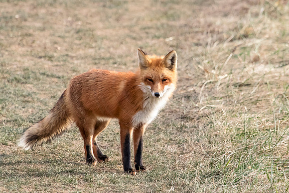 Red Fox