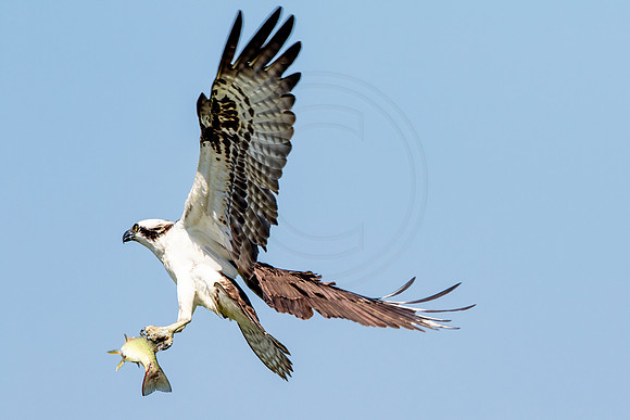 Osprey in Crown Point