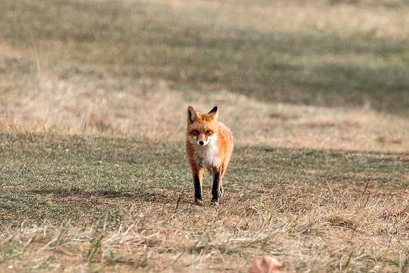 Red Fox