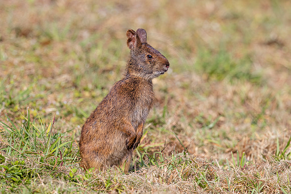 1680 marsh rabbit (IMG_1280) April 27, 2022
