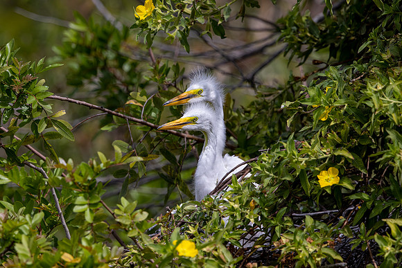 274 egret (IMG_9297) April 23, 2022