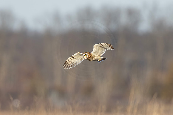 151 short eared owl (IMG_7295) December 21, 2022