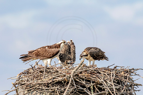 Osprey in Crown Point