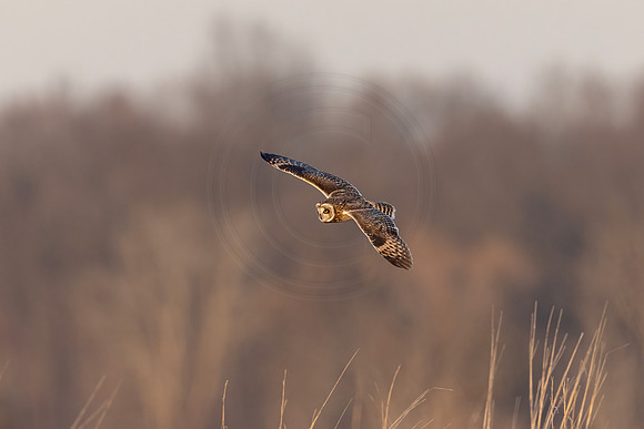 462 short eared owl (IMG_9483) December 21, 2022