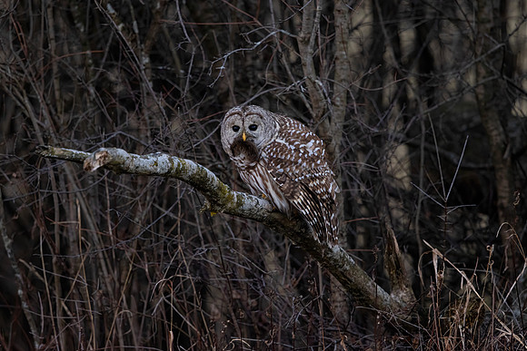 606 barred owl (IMG_1181) December 29, 2022