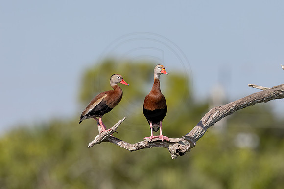 1515 whistling duck (IMG_9868) April 27, 2022