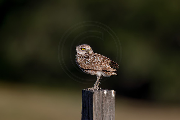 1288 burrowing owl (IMG_8387) April 26, 2022