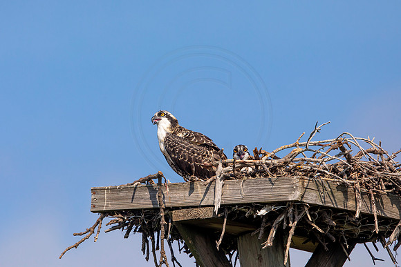 118 osprey (6F3A6423) April 15, 2021