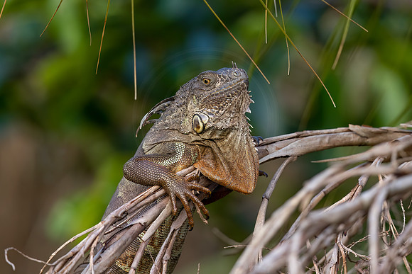 552 iguana (IMG_1262) April 25, 2022