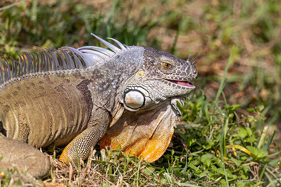1645 iguana (IMG_1073) April 27, 2022