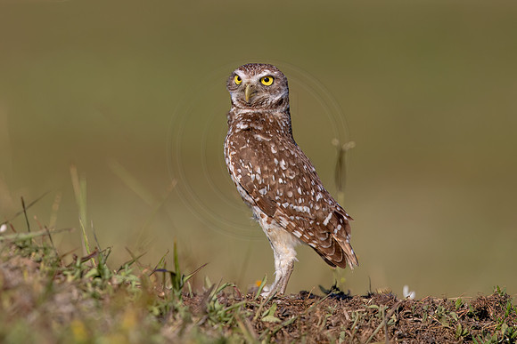 1230 burrowing owl (IMG_8004) April 26, 2022