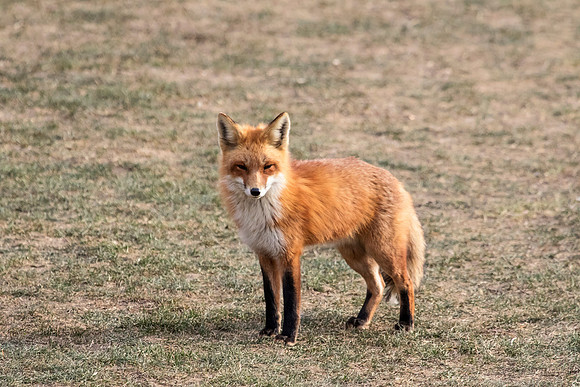 Red Fox