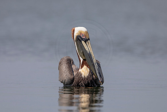 375 pelican (6F3A8410) April 15, 2021
