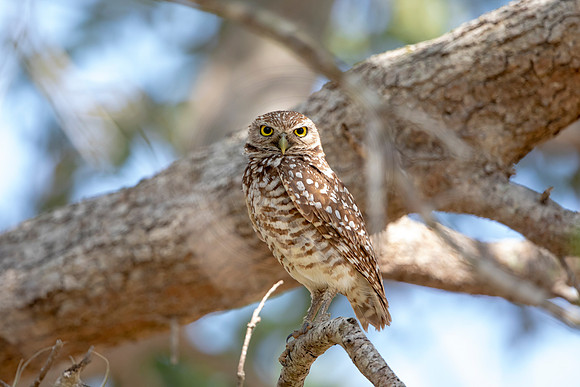 645 burrowing owl (6F3A0747) April 17, 2021