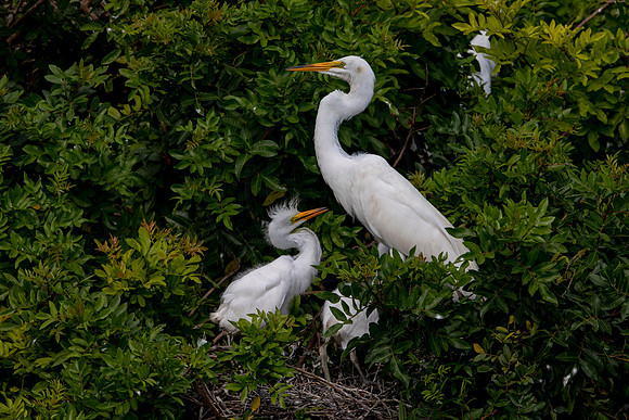 1116 egrets (6F3A4171) April 18, 2021