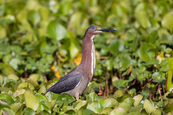 165 green heron (IMG_8097) April 22, 2022