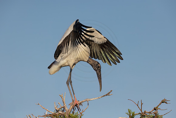 743 wood stork (IMG_3700) April 25, 2022