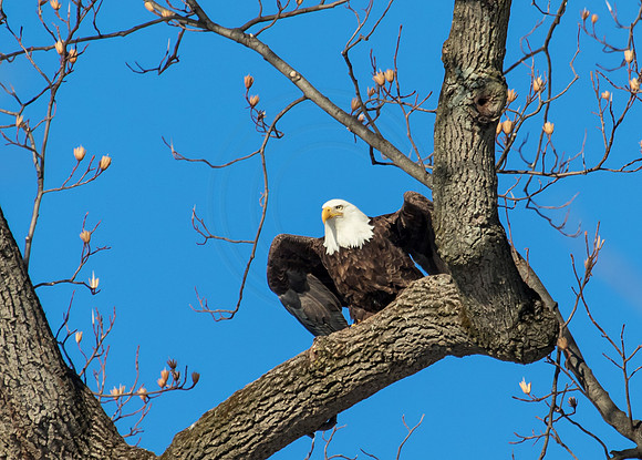 Bald Eagle Perched in a tree