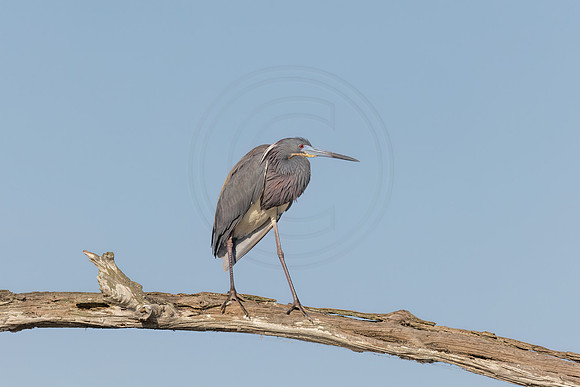 1403 tri colored heron (IMG_9085) April 27, 2022