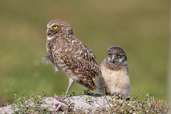1133 burrowing owl (IMG_7133) April 26, 2022
