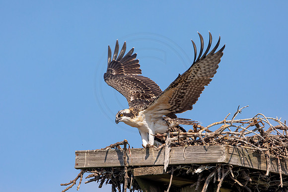 134 osprey (6F3A6500) April 15, 2021