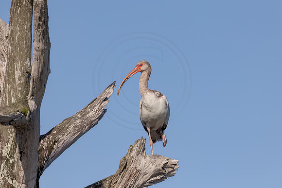 1469 white ibis (IMG_9502) April 27, 2022