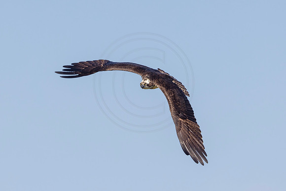 491 osprey (IMG_8575) July 17, 2022