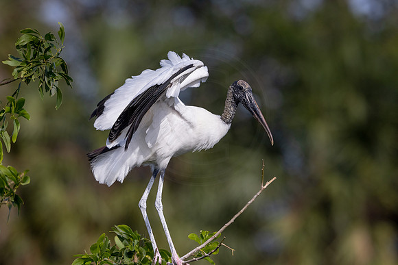 35 wood stork (IMG_1734) April 27, 2022