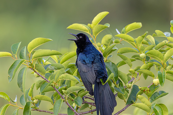 590 grackle (IMG_1639) April 25, 2022