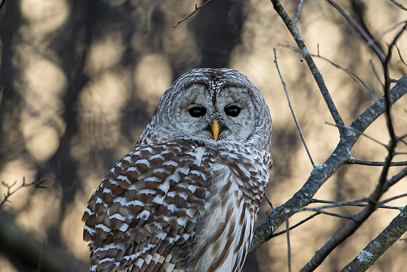 591 barred owl (IMG_1032) December 29, 2022