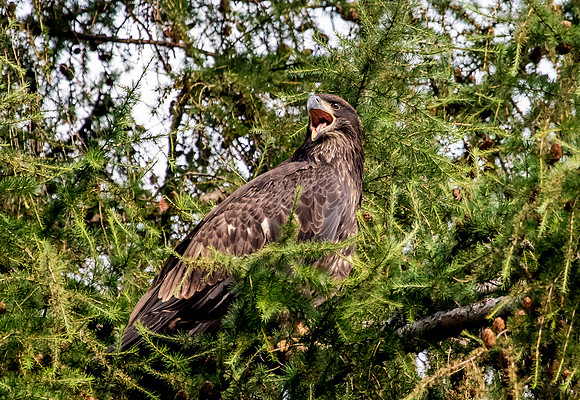 Bald Eagle Perched in a tree