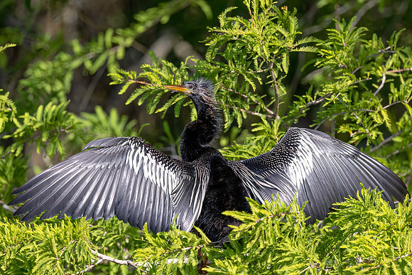1463 anhinga (IMG_9459) April 27, 2022