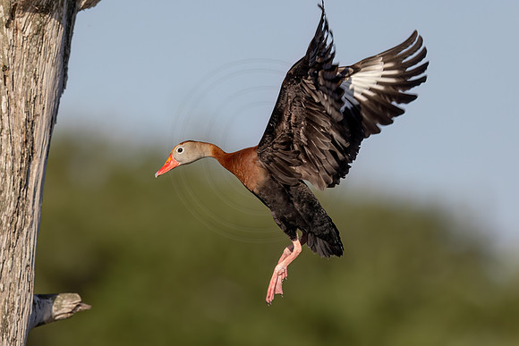 1379 whistling duck (IMG_8970) April 27, 2022