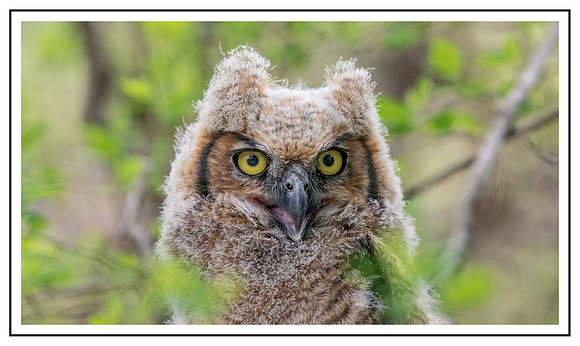Great Horned Owl Fledgeling