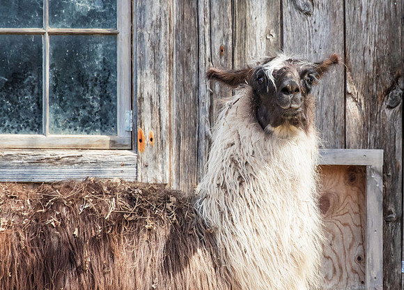 Llama in front of a barn