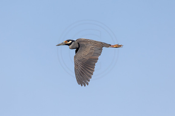 29 night heron (IMG_9340) April 27, 2022
