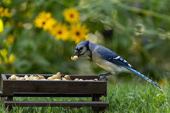 33 bluejay (IMG_1034) September 16, 2022