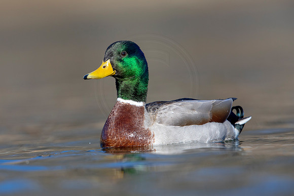 235 mallard (AF3A3633) March 13, 2021