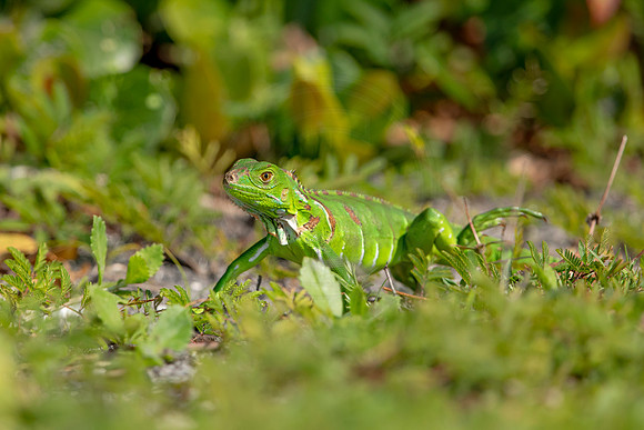 507 iguana (6F3A9125) April 15, 2021