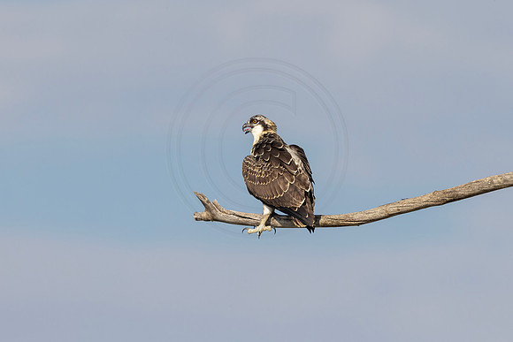 569 osprey (IMG_9564) July 20, 2022