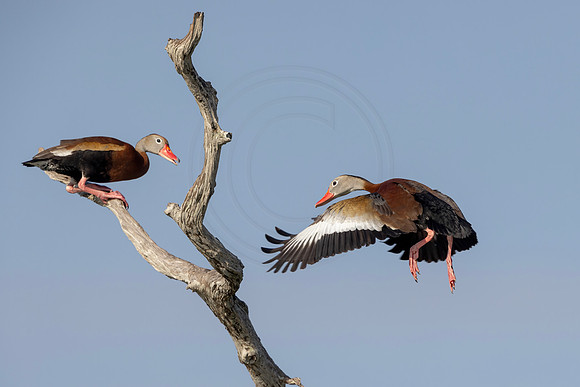 1973 whistling duck (IMG_3509) April 28, 2022