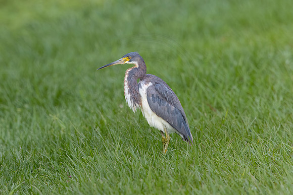 624 tri colored heron (IMG_2040) April 25, 2022