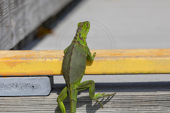 531 iguana (6F3A9271) April 15, 2021
