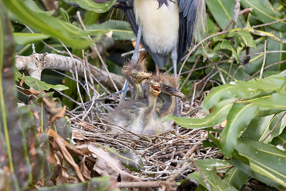 977 tri colored heron (IMG_6032) April 26, 2022
