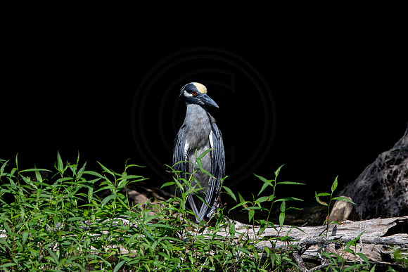 544 night heron (6F3A9639) April 16, 2021