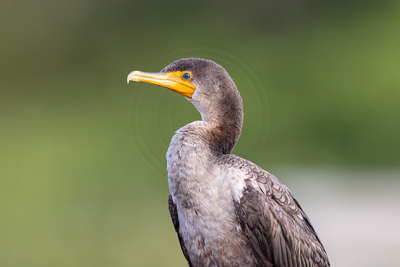 584 cormorant (IMG_1584) April 25, 2022
